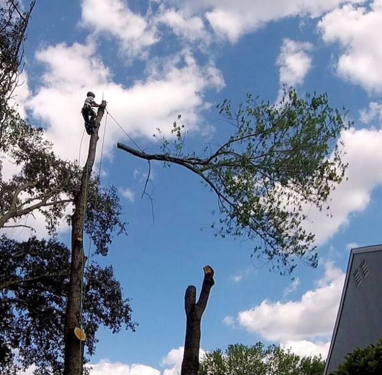 Tree Removal Service in Sorrento Florida