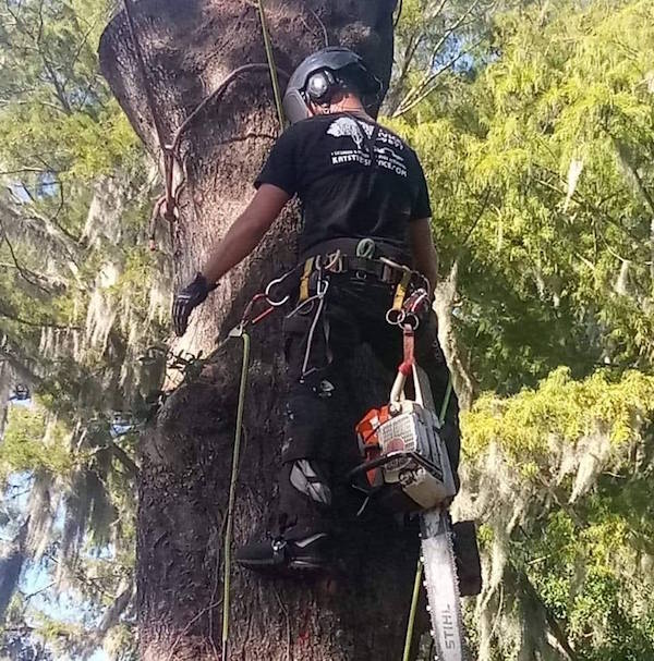Tree Removal Services in Eustis Florida
