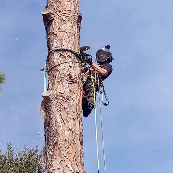 Tree Removal in Sorrento,FL by Kats Tree Service