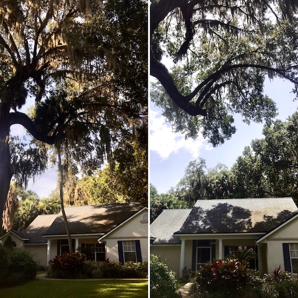 Tree Trimming Services in Tavares,FL by Kats Tree Service