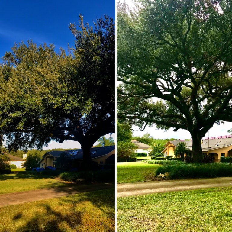 Tree Trimming in Eustis Florida by Kats Tree Service