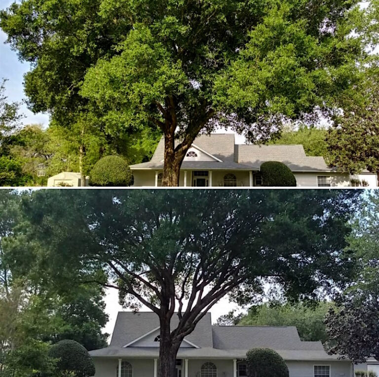 Oak Tree Trimming in Sorrento,FL (Rolling Oaks)