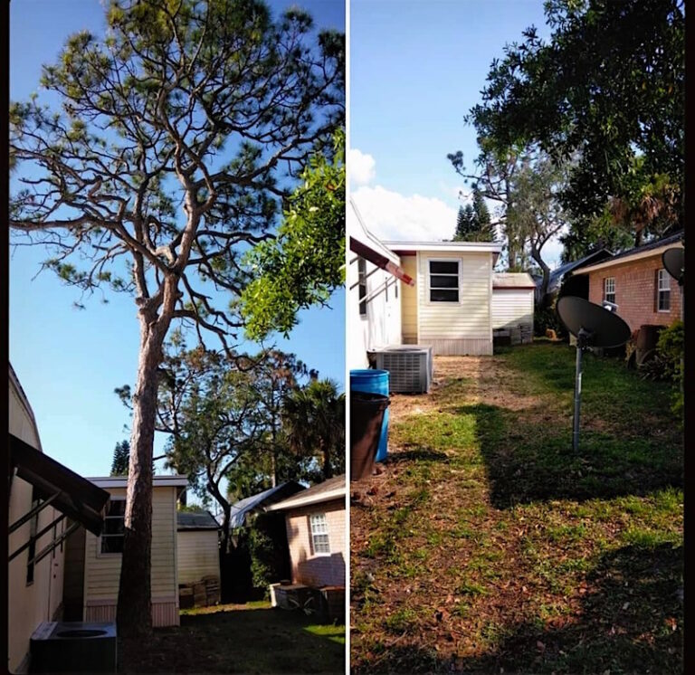 Pine Tree Removal in Tavares, FL