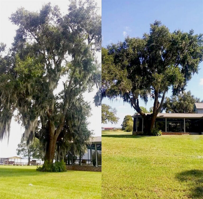 Tree Trimming Service in Tavares Florida