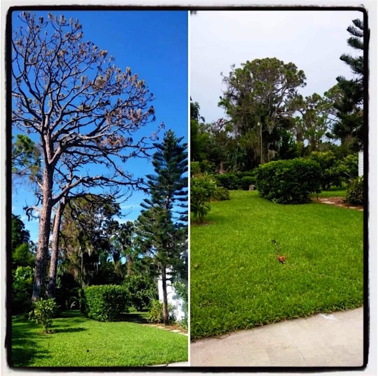 ine Tree Removal in Mount Dora, FL by Kats Tree Service
