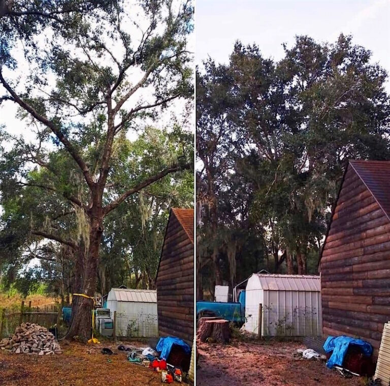 Tree Removal Paisley, FL by Kats Tree Service