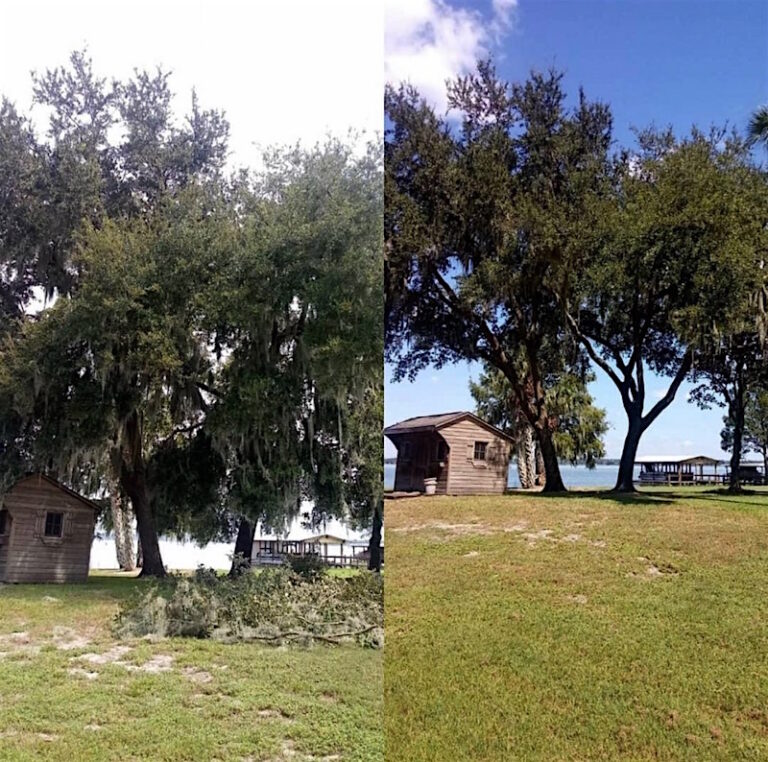 Tree Service in Tavares Florida