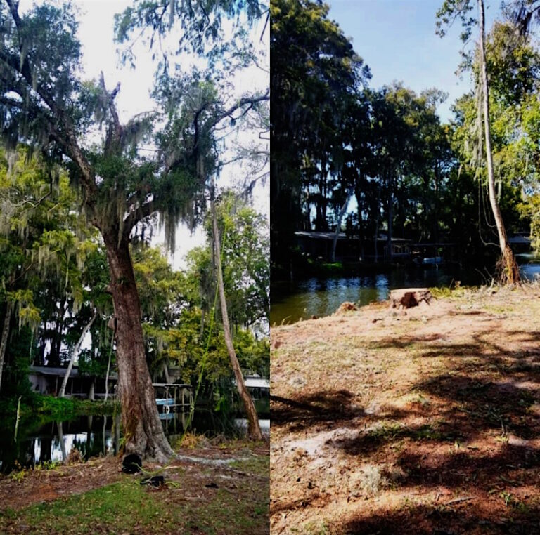 Tavares Tree Removal