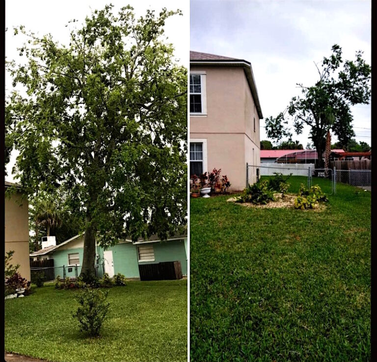 Sorrento, FL Tree Removal by Kats Tree Service