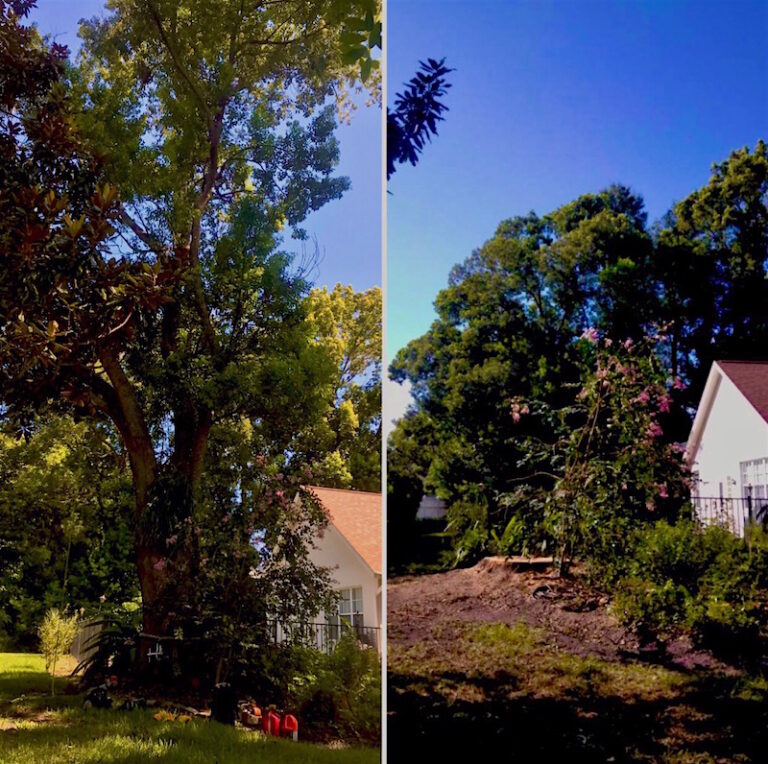 Large Camphor Tree Removal in Mount Dora, FL by Kats Tree Service
