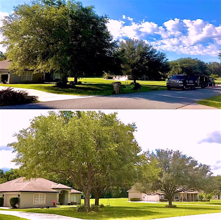 Tree Trimming Service in Sorrento Florida