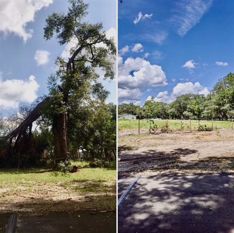 Storm Damaged Tree Removal in Eustis, FL by Kats Tree Service