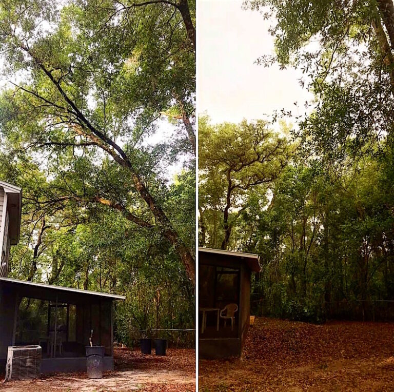 Hazardous Oak Tree Removal in Sorrento, FL