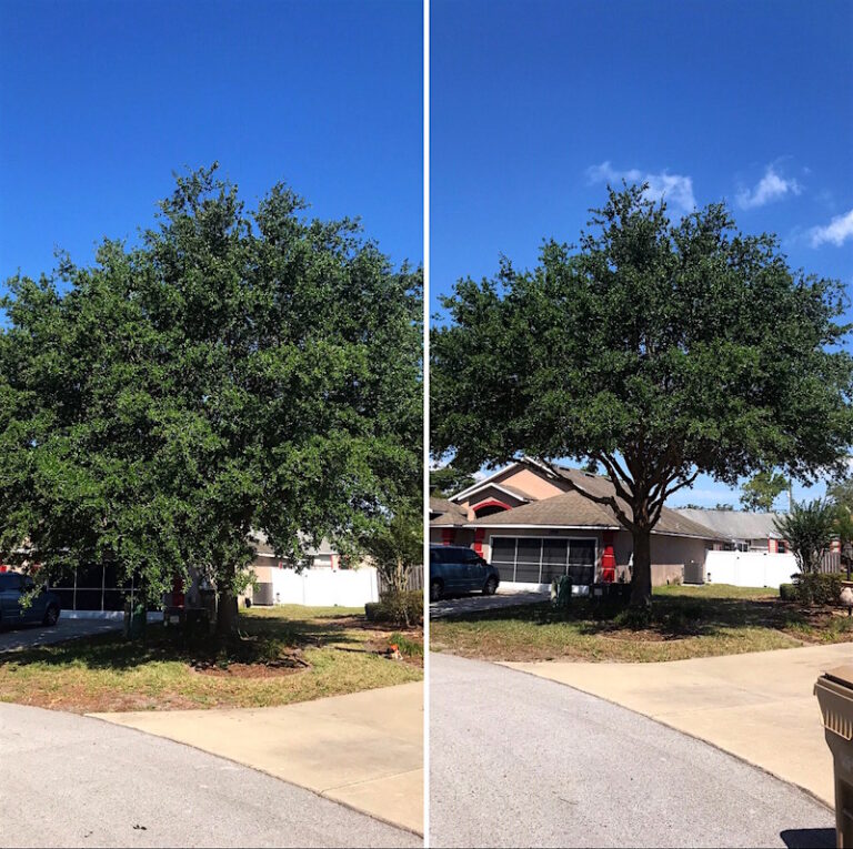 Oak Tree Trimming in Tavares,FL by Kats Tree Service
