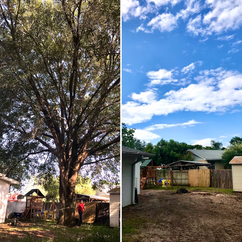 Large Oak Tree Removal in Mount Dora, FL by Kats Tree Service