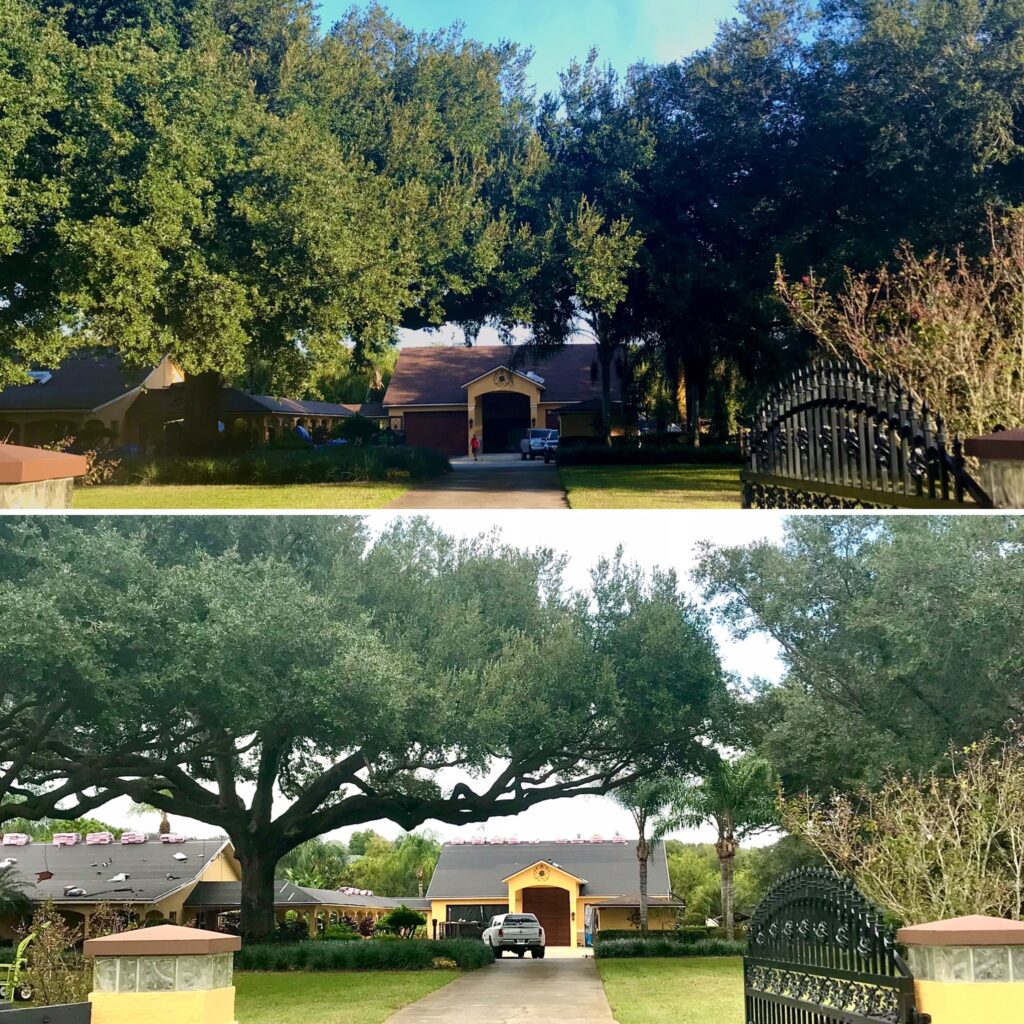 Tree Trimming Services Mount Dora, FL by Kats Tree Service