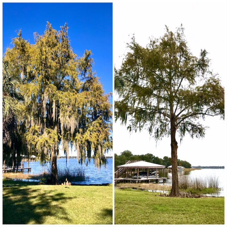Cypress Tree Trimming Tavares,FL