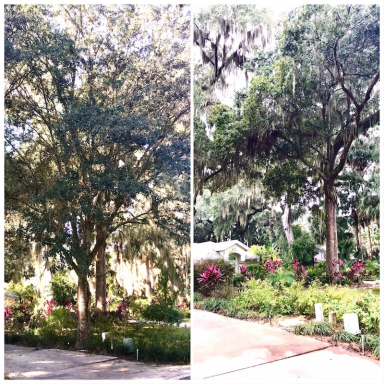 Oak Tree Removal Tavares,FL