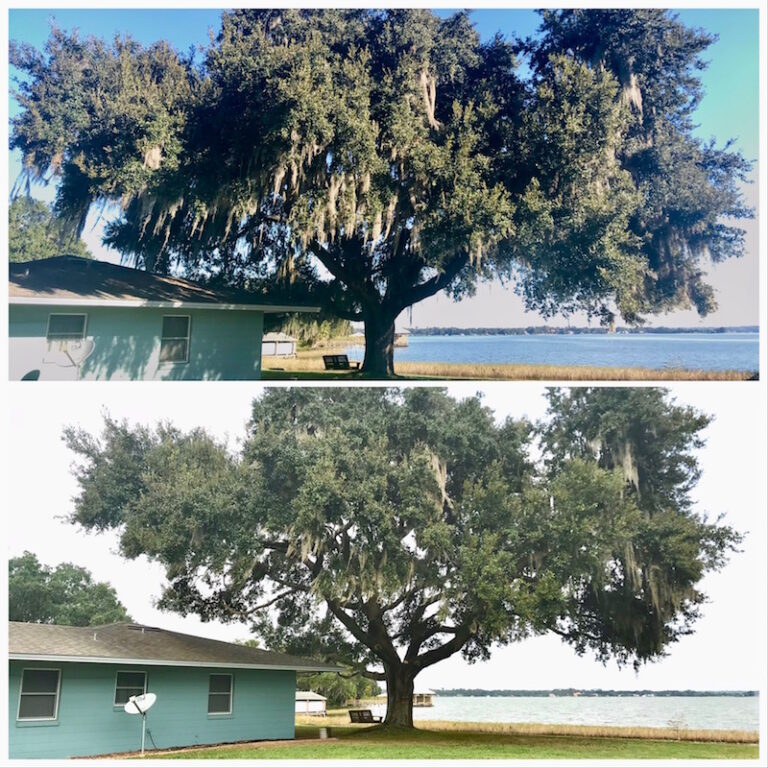 Oak Tree Trimming Tavares,FL