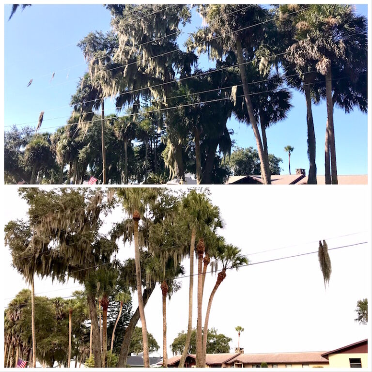 Oak Tree and Palm Tree Trimming Tavares,FL