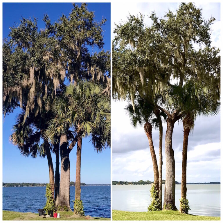Oak and Palm Tree Trimming Tavares,FL