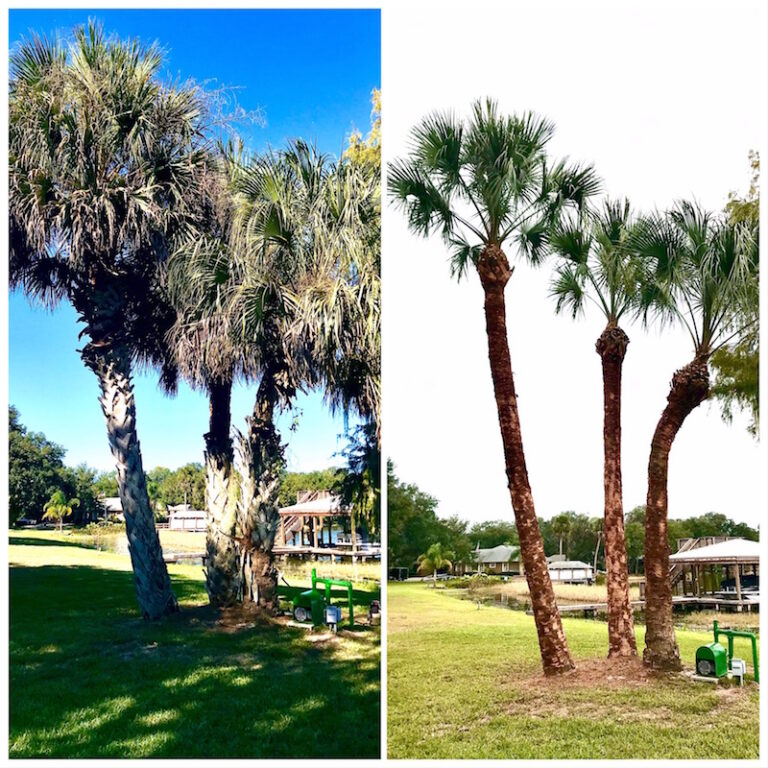 Palm Tree Trimming & Debooting Tavares,FL