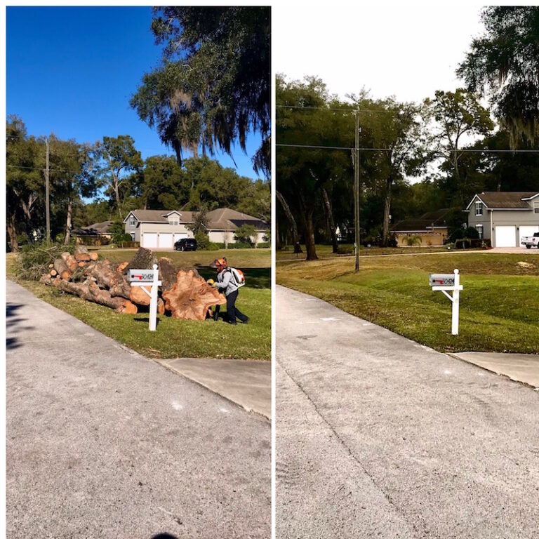 Tree Debris Hauling in Sorrento, FL