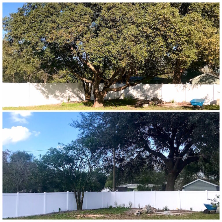 Tree Removal in Mt Dora, FL