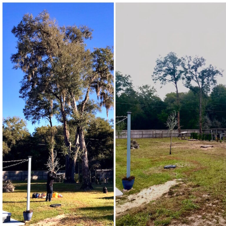 Tree Removal Service in Sorrento,FL