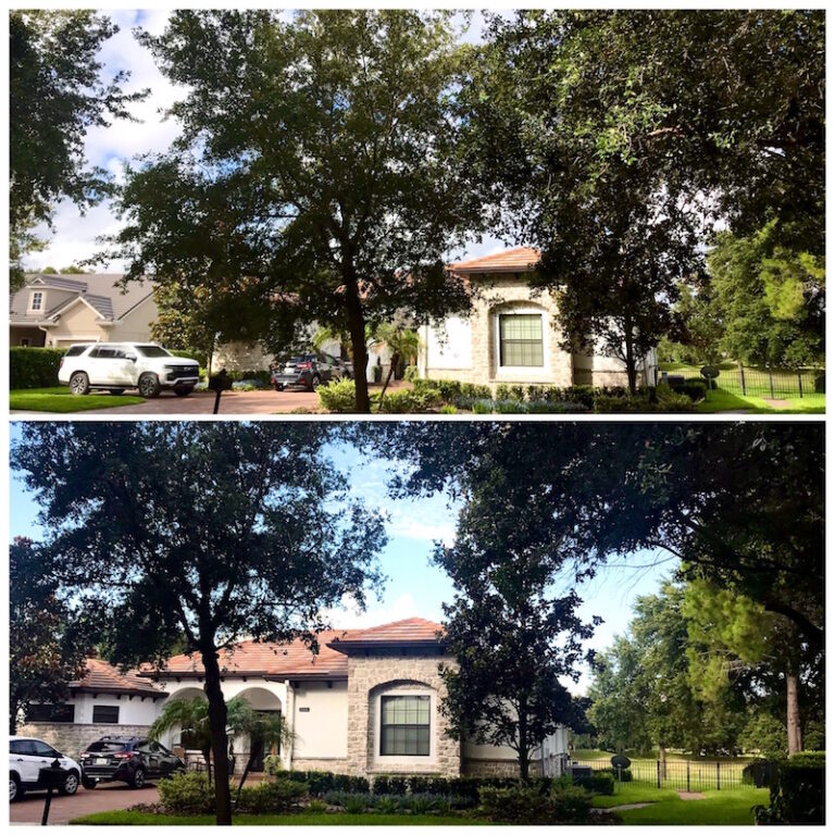 Oak Tree Trimming in Sorrento, FL Red Tail Golf Community
