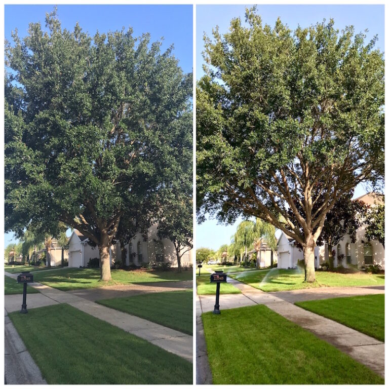 Oak Tree Trimming in Sorrento, FL (Sorrento Springs)