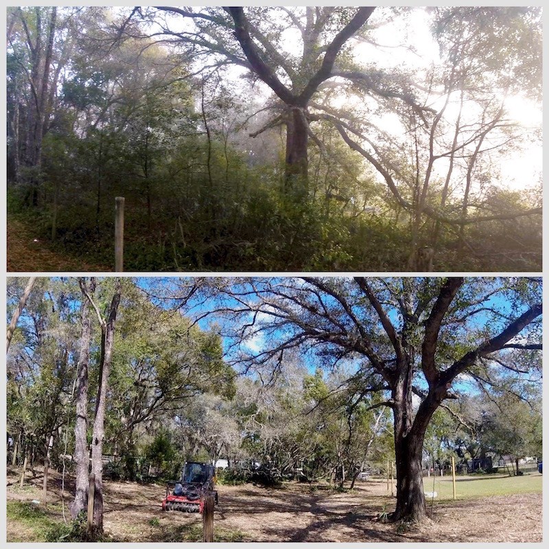 Forestry Mulching & Land Clearing ServicesCentral Florida