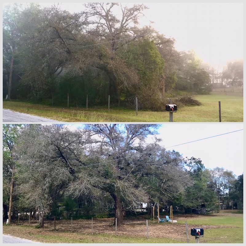 Central Florida Forestry Mulching