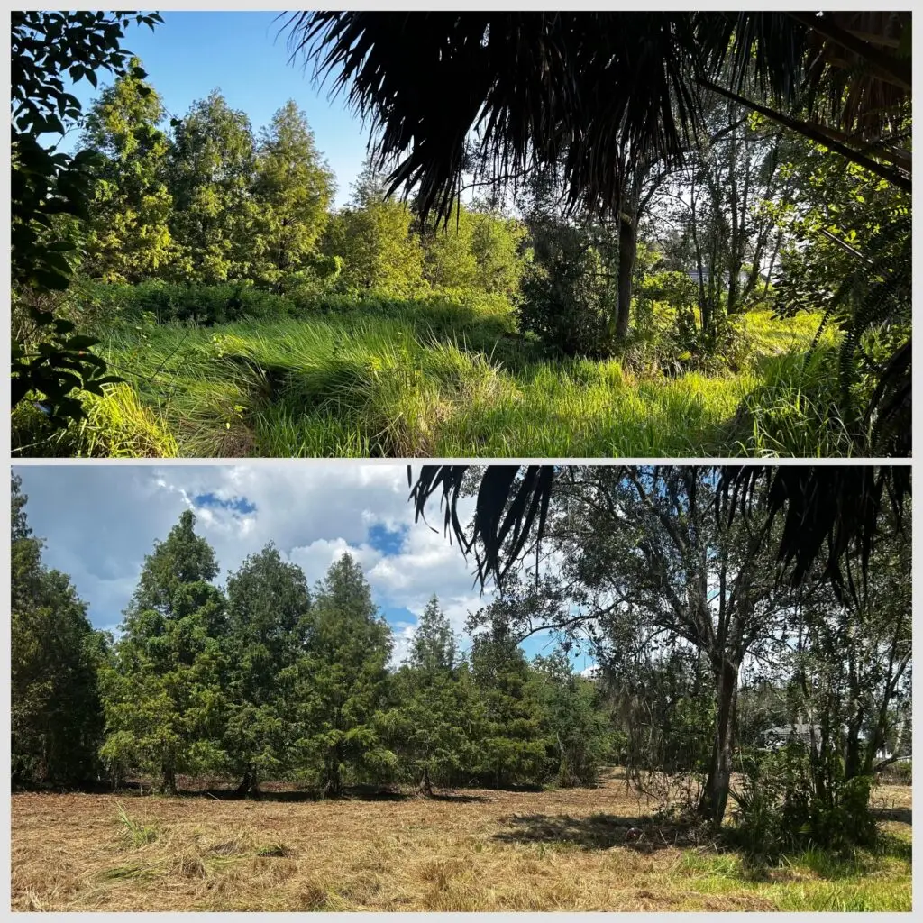 Forestry Mulching in Winter Garden, FL