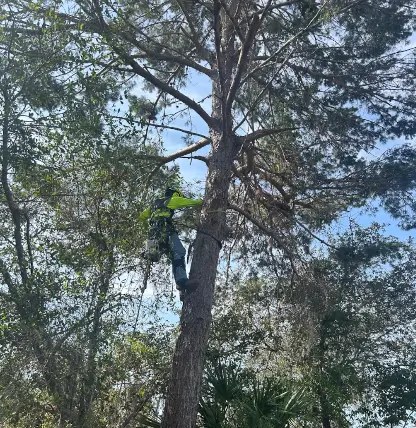 Tree Service Near Me