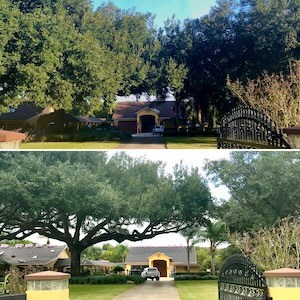 Tree Trimming Services by Kats Tree Service in Mount Dora, Florida