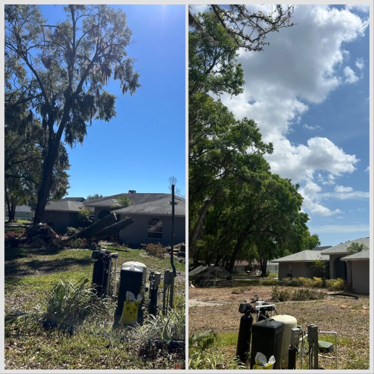 Tree Removal Service Provider Company in Leesburg, FL