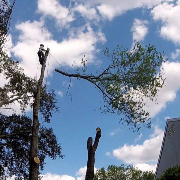 Tree Removal Service in Central Florida