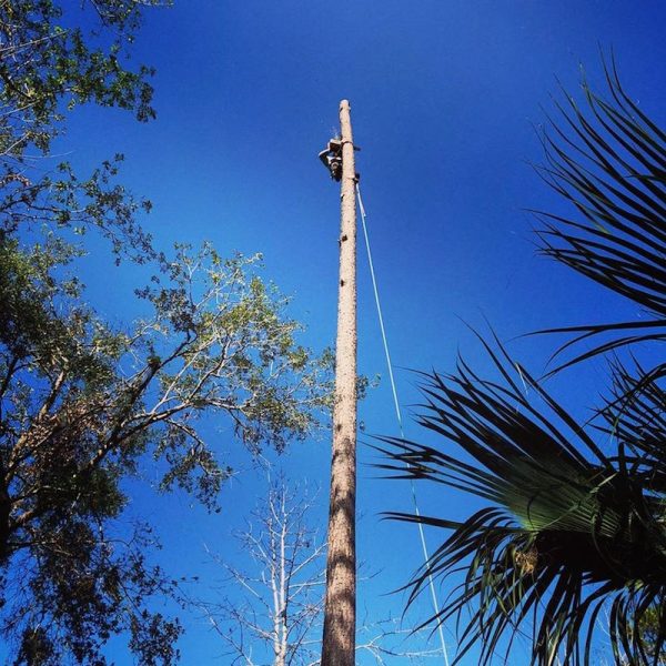 Tree Removal Services in Mount Dora, FL by Kats Tree Service Pine Tree Removal