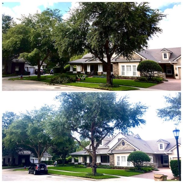 Oak Tree Trimming in Sorrento, FL Red Tail Golf Community