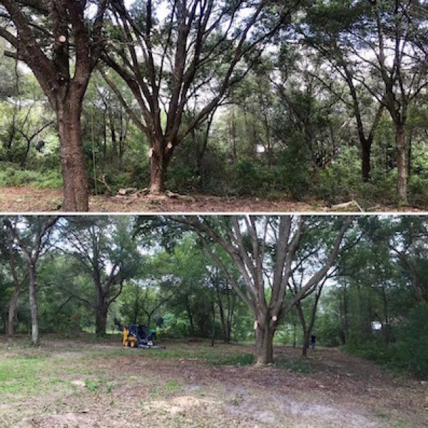 Land Clearing Sorrento,FL