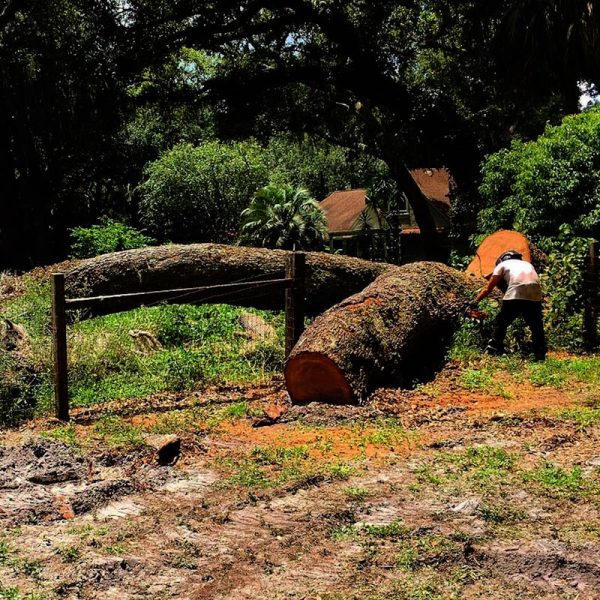 Storm Damage Tree Removal in Eustis, FL by Kats Tree Service