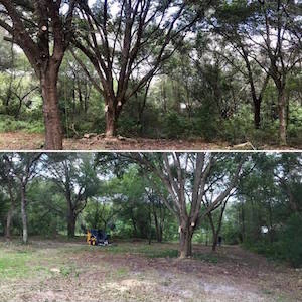 Forestry Mulching Service in Central Florida