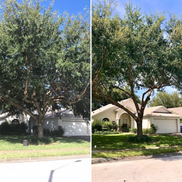 Oak Tree Trimming in Tavares,FL by Kats Tree Service