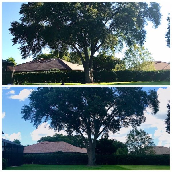 Oak Tree Trimming in Sorrento, FL Red Tail Golf Community