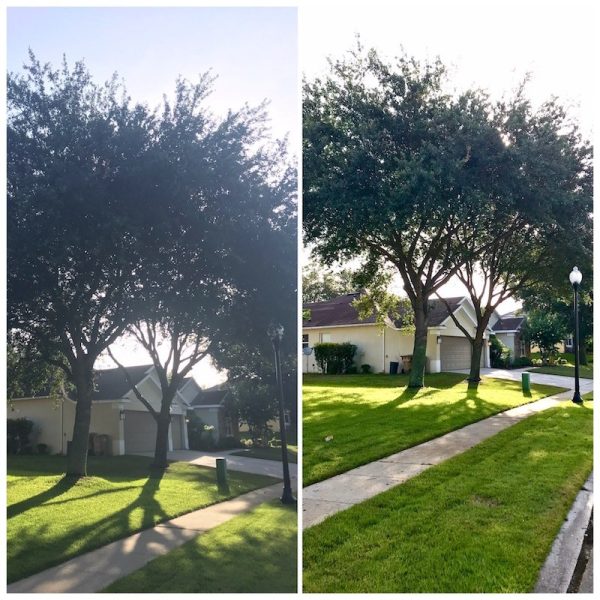 Oak Tree Trimming in Sorrento, FL (Sorrento Springs)