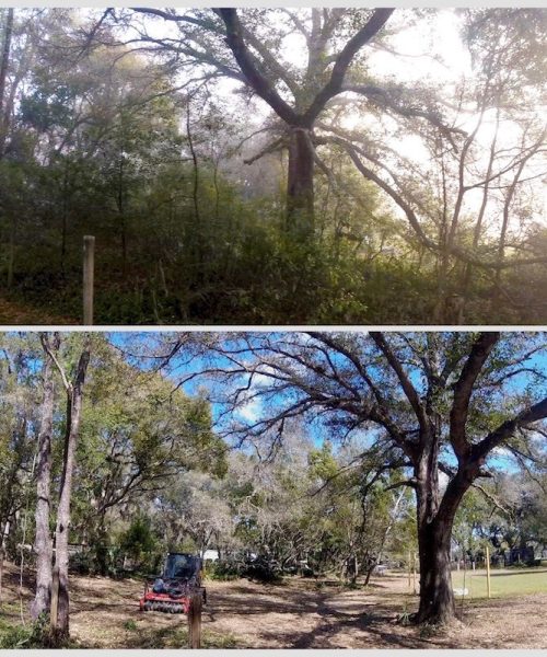 Forestry Mulching & Land Clearing ServicesCentral Florida