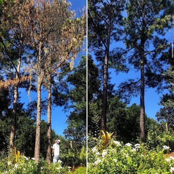 Mount Dora Tree Removal Services