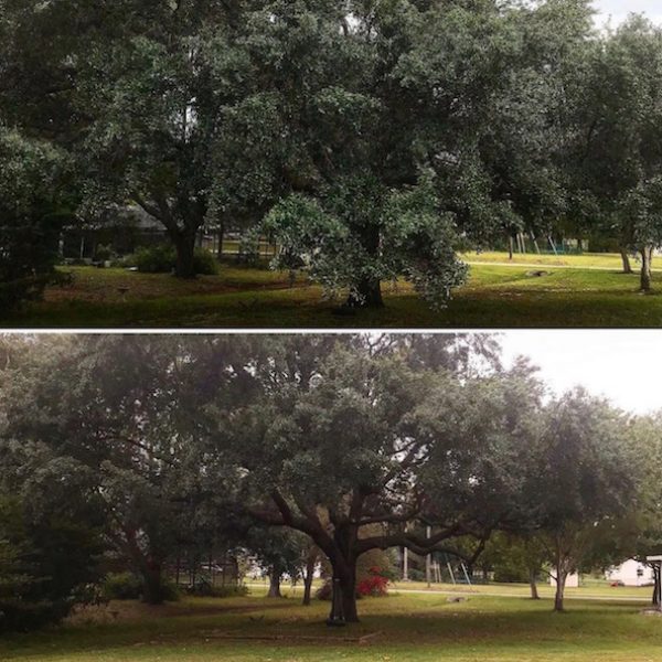 Oak Tree Trimming by Kats Tree Service