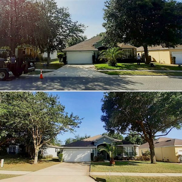 Sorrento Springs Tree Trimming by Kats Tree Service